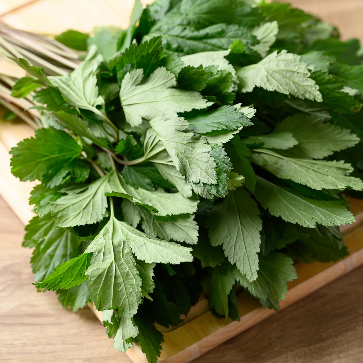 Korean Mugwort