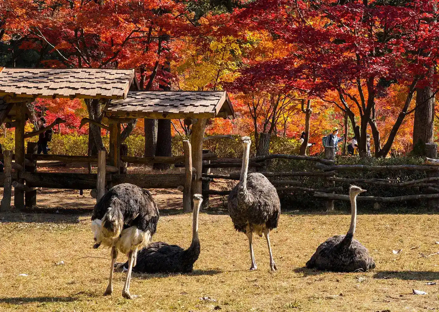 Nami Island