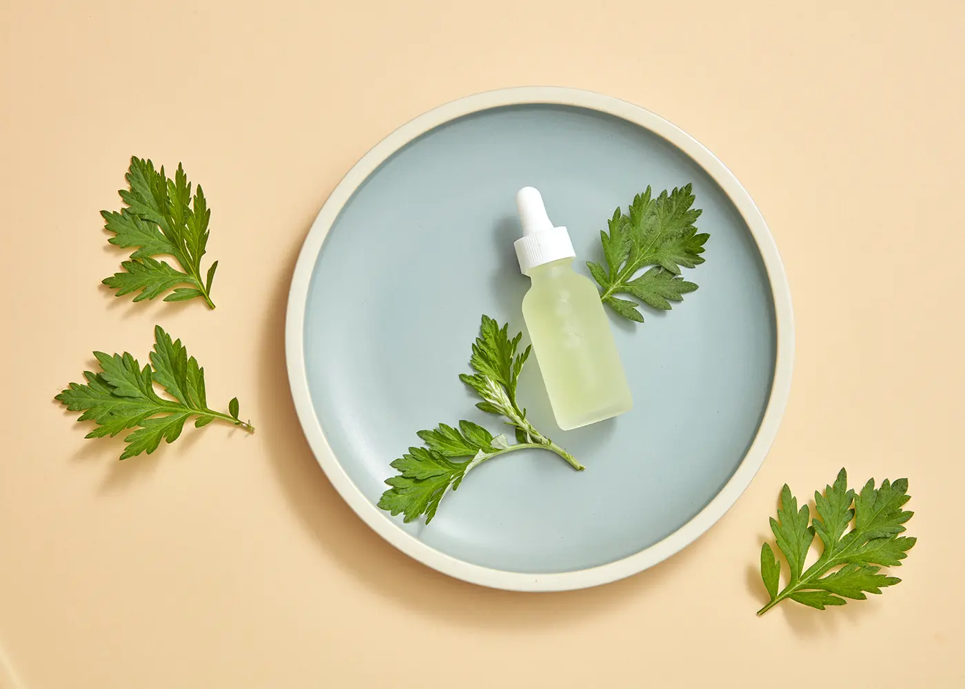 Korean Mugwort